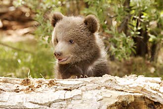 Grizzly Bear Cub