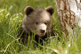 Grizzly Bear Cub