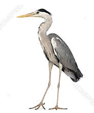 Grey Heron standing, Ardea Cinerea, 5 years old