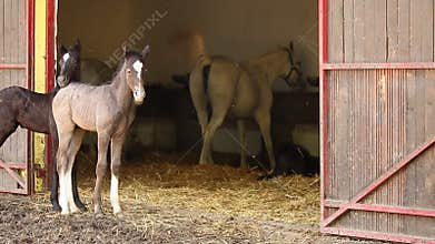 Lipizzaner foals and horses