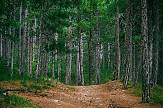 Coniferous deep Forest and road beautiful