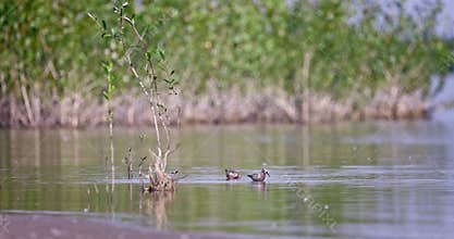Group Of Sandpipers Feeding In Shallow Water of the Lake