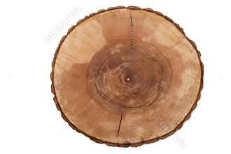 Cut tree growth rings