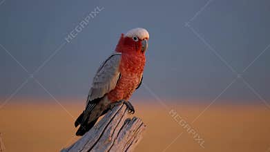 AI-generated illustration of a rose-breasted cockatoo bird perched on weathered wood at sunset