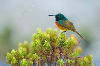 Sunbird feeding on Table Mountain South Africa