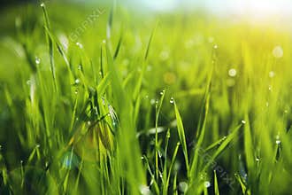 Grass with Morning Dew Drops