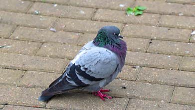 Pigeon pigeons bird birds in the city in Minsk Belarus