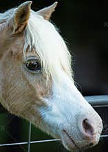 A palomino pony with a long white mane peers curiously over a metal fence.