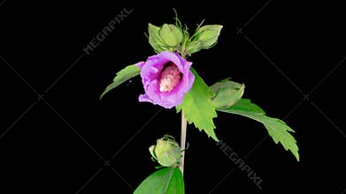 Opening Beautiful Pink Hibiscus Flower