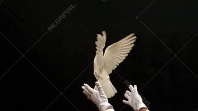 Magician releasing a white dove on black background