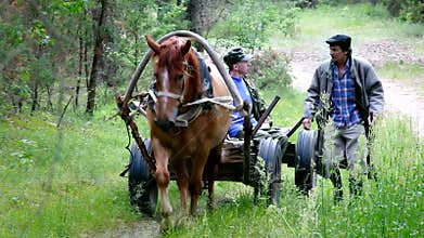 A horse drawn carriage with cabman and companion