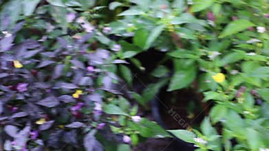 Relaxing view of greenery plant and tree market at Chiang Mai, Thailand