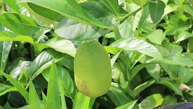 Relaxing view of greenery plant and tree market at Chiang Mai, Thailand