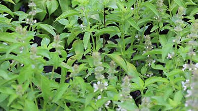 Relaxing view of greenery plant and tree market at Chiang Mai, Thailand