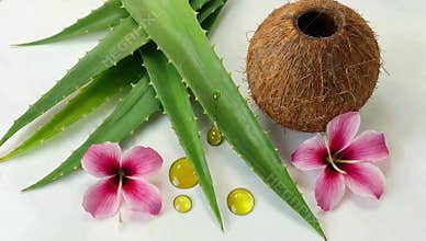 Aloe vera leaves coconut and pink hibiscus flowers create a natural beauty product still life