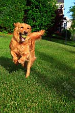 Running Dog