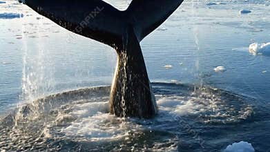 Humpback Whale Tail Fluke Diving into Arctic Ocean with Icebergs in Open Water Under Bright Sunny Sky Revealing Marine Life in its