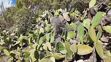 Explore the vibrant Opuntia cacti thriving in their natural habitat, a beautiful desert ecosystem