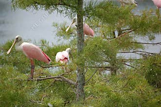 Flock of Roseate spoonbills in Cypress trees