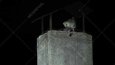 Nocturnal owl attempts to feed chicks on a chimney but is blocked by grate