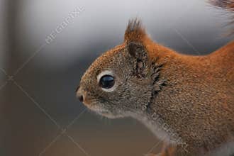 A small, hairy, red rodent