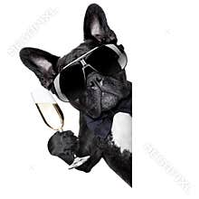 Champagne dog