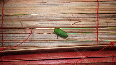 katydids stick to bamboo crafts