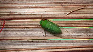katydids stick to bamboo crafts