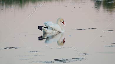 Mute swan (Cygnus olor). A white swan swims in a pond. Slow motion