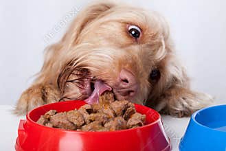 Dog eating food from bowl