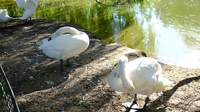 Swans by the lake, preening their feathers