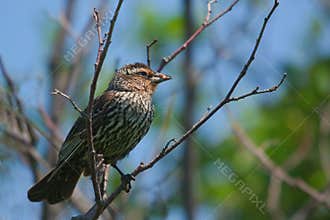 Female Red-winged Blackbird hunting for food for its young