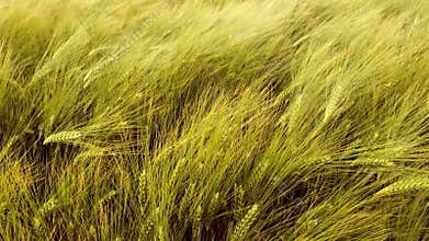 Barley field in the wind