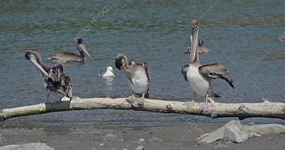 Slow Motion Brown Pelicans Preening on Driftwood Log by the Russian River Estuary, California