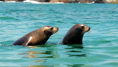 Two playful sea lions swim closely together in the clear turquoise ocean water near the shore