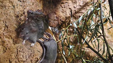 Group of Mice in Natural Habitat on Rocky Terrain for Wildlife Observation