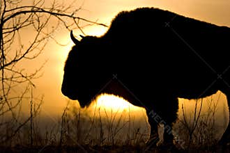 Bison Dawn