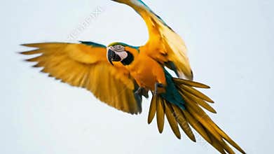 Blue and yellow macaw in flight against a clear sky, wings spread wide