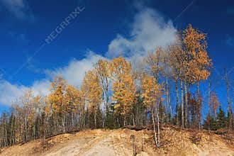 Birch treetops in autumn