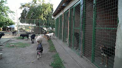Dog in animal shelter waiting for adoption