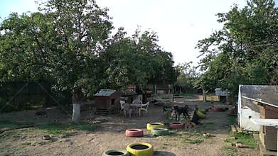Dog in animal shelter waiting for adoption.