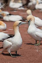 A Basant Fool showing off in front of his fellow creature on Bonnaventure Island, Quebec, Canada