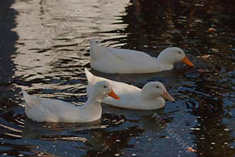 Trio of white ducks on the water of a lake in the Laurentian region