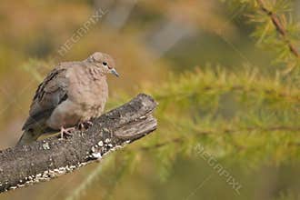A Quebec Mourning Dove on a cut tree branch