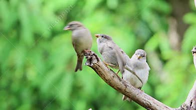 House Sparrow, Passer domesticus, with bill widely open begging for food and being fed by a parent