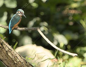 Common kingfisher (Alcedo atthis) close-up portrait