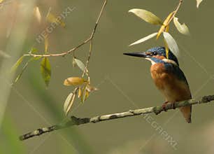 Common kingfisher (Alcedo atthis) close-up portrait