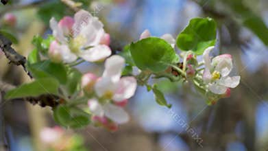 Blossom apple tree with nature green leaves on blue sky background