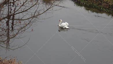 White swan gracefully gliding along fast rippling river water