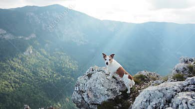 Jack Russell on bright cliff with glowing light